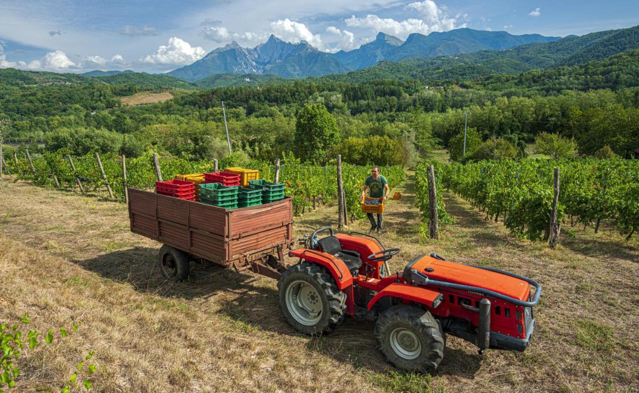 Agriturismo Il Bardellino ฟิวิซซาโน ภายนอก รูปภาพ