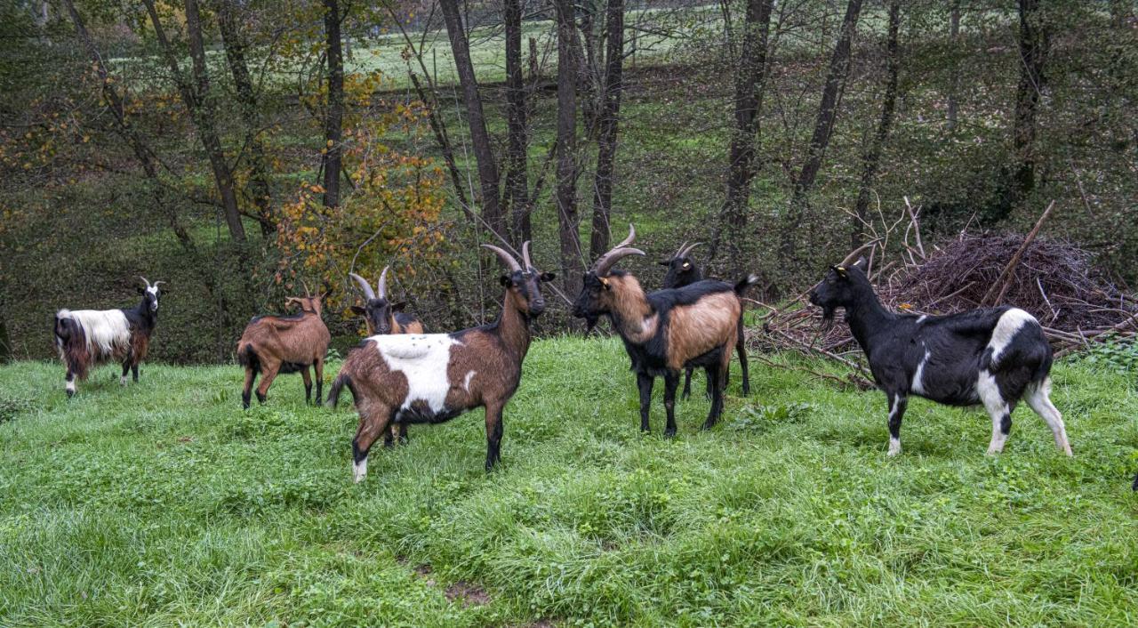 Agriturismo Il Bardellino ฟิวิซซาโน ภายนอก รูปภาพ