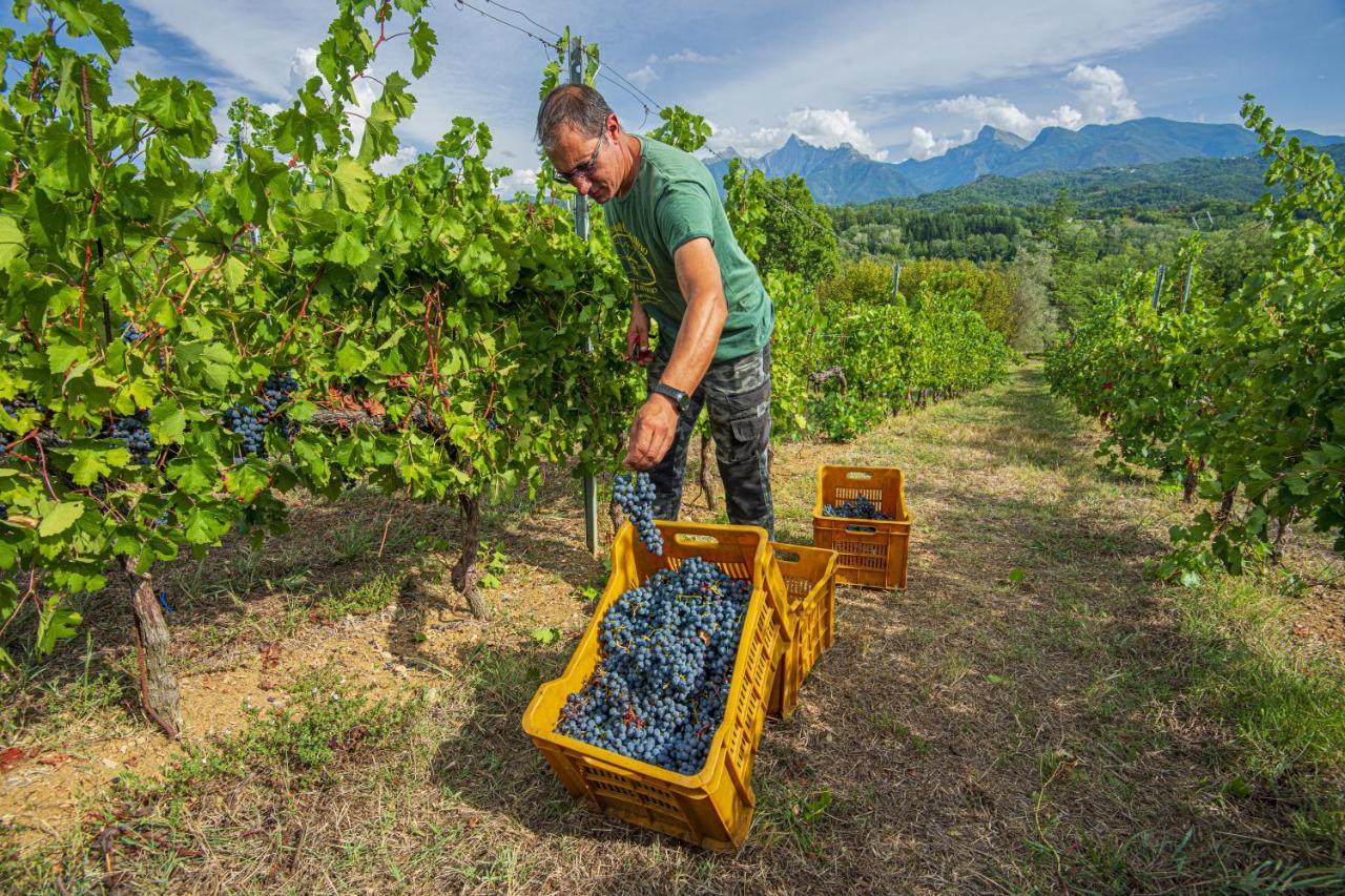 Agriturismo Il Bardellino ฟิวิซซาโน ภายนอก รูปภาพ