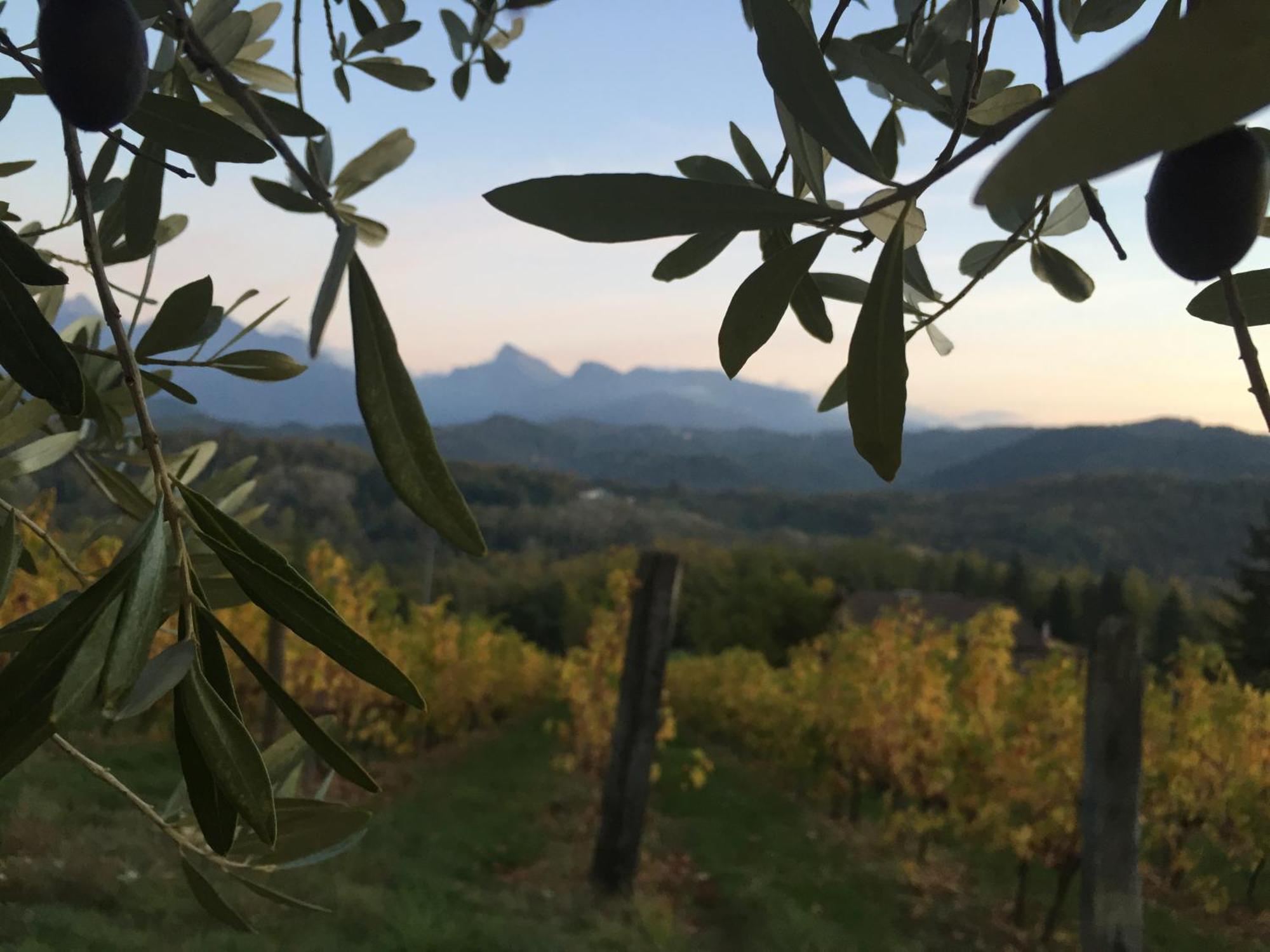Agriturismo Il Bardellino ฟิวิซซาโน ภายนอก รูปภาพ