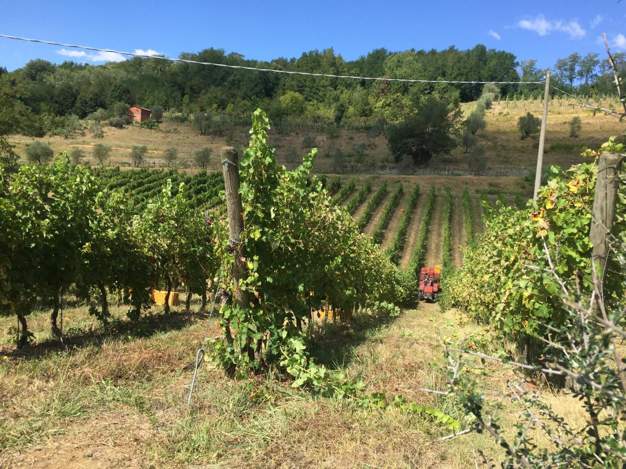 Agriturismo Il Bardellino ฟิวิซซาโน ภายนอก รูปภาพ