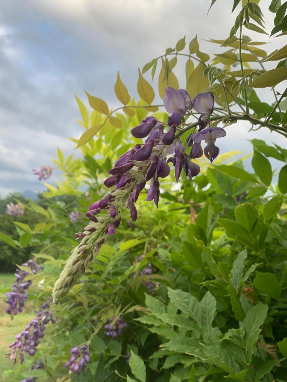 Agriturismo Il Bardellino ฟิวิซซาโน ภายนอก รูปภาพ
